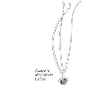 Acalypha simplicistila Cardiel