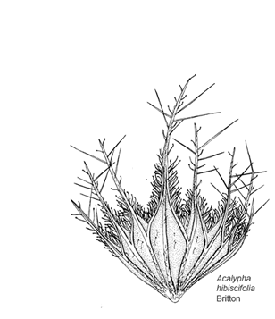 Acalypha hibiscifolia Britton