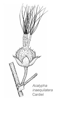 Acalypha inaequilatera Cardiel